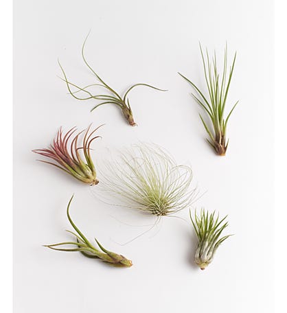 Assorted Air Plant Collection
